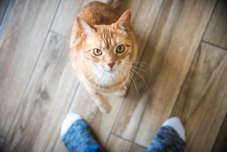 Cat looking up at human