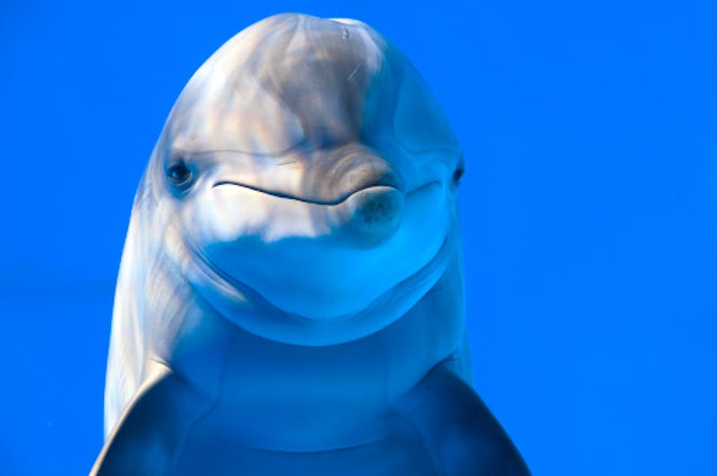 Bottlenose dolphin closeup