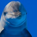 Bottlenose dolphin closeup