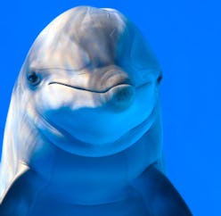 Bottlenose dolphin closeup