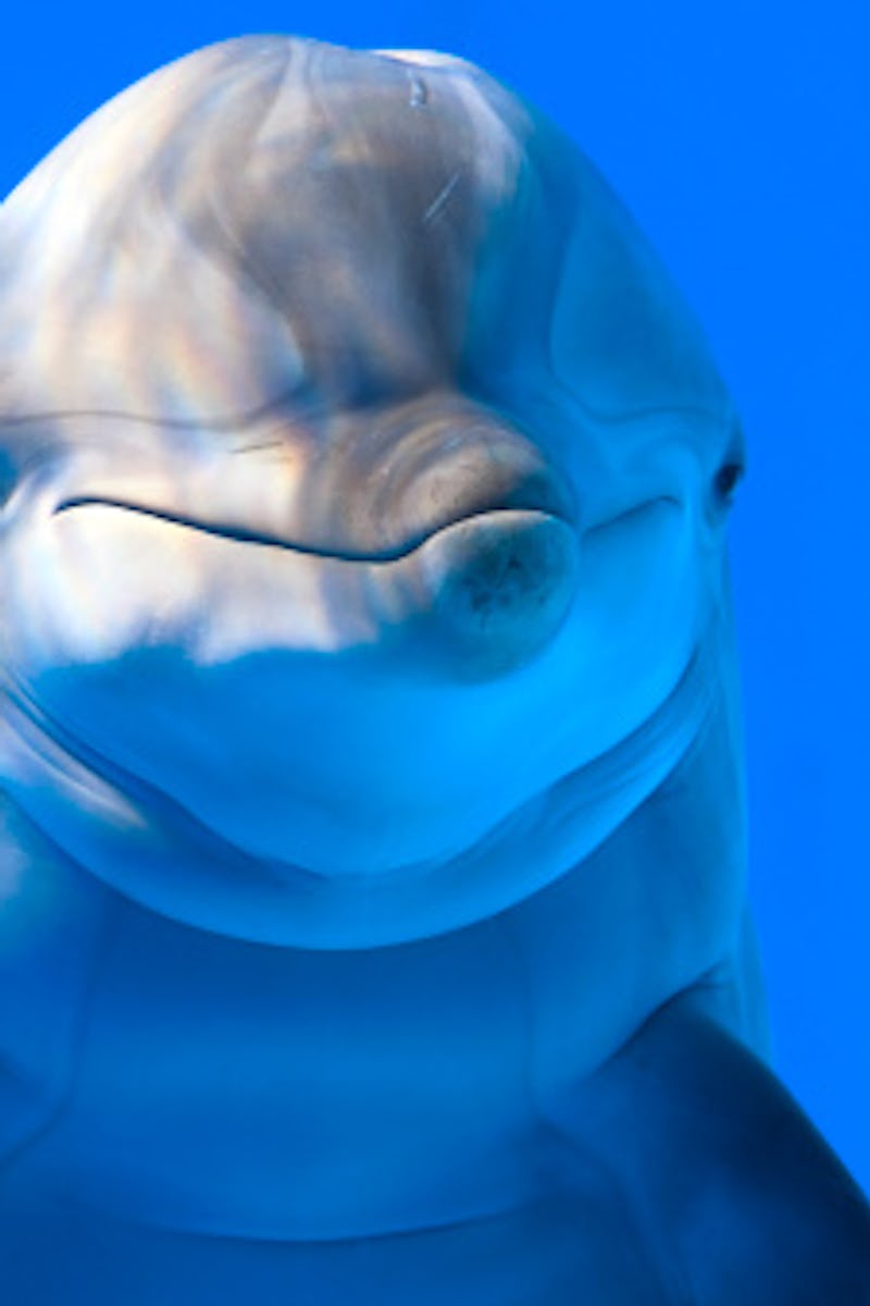 Bottlenose dolphin closeup