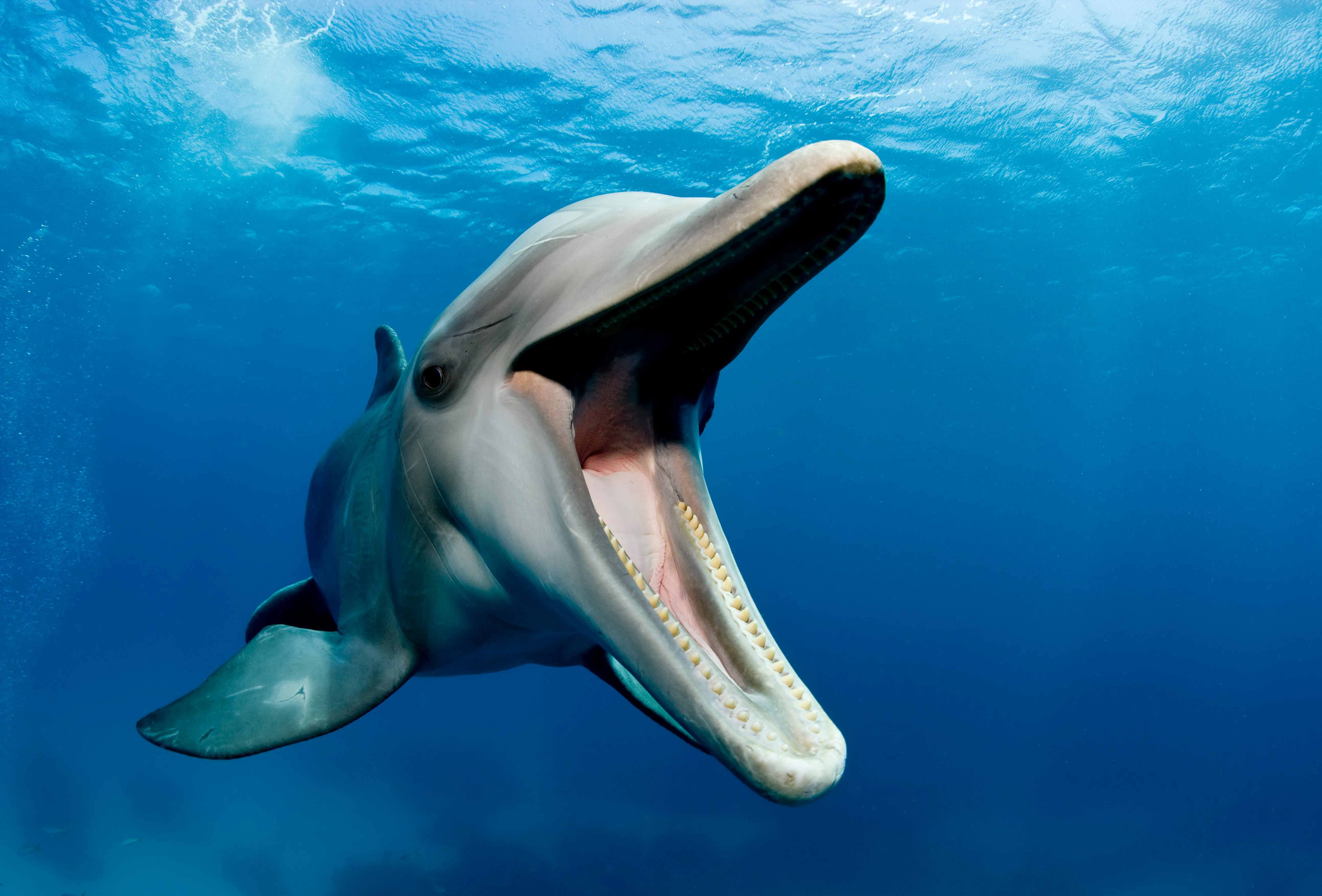 Dolphin study could help us understand the evolution of female pleasure