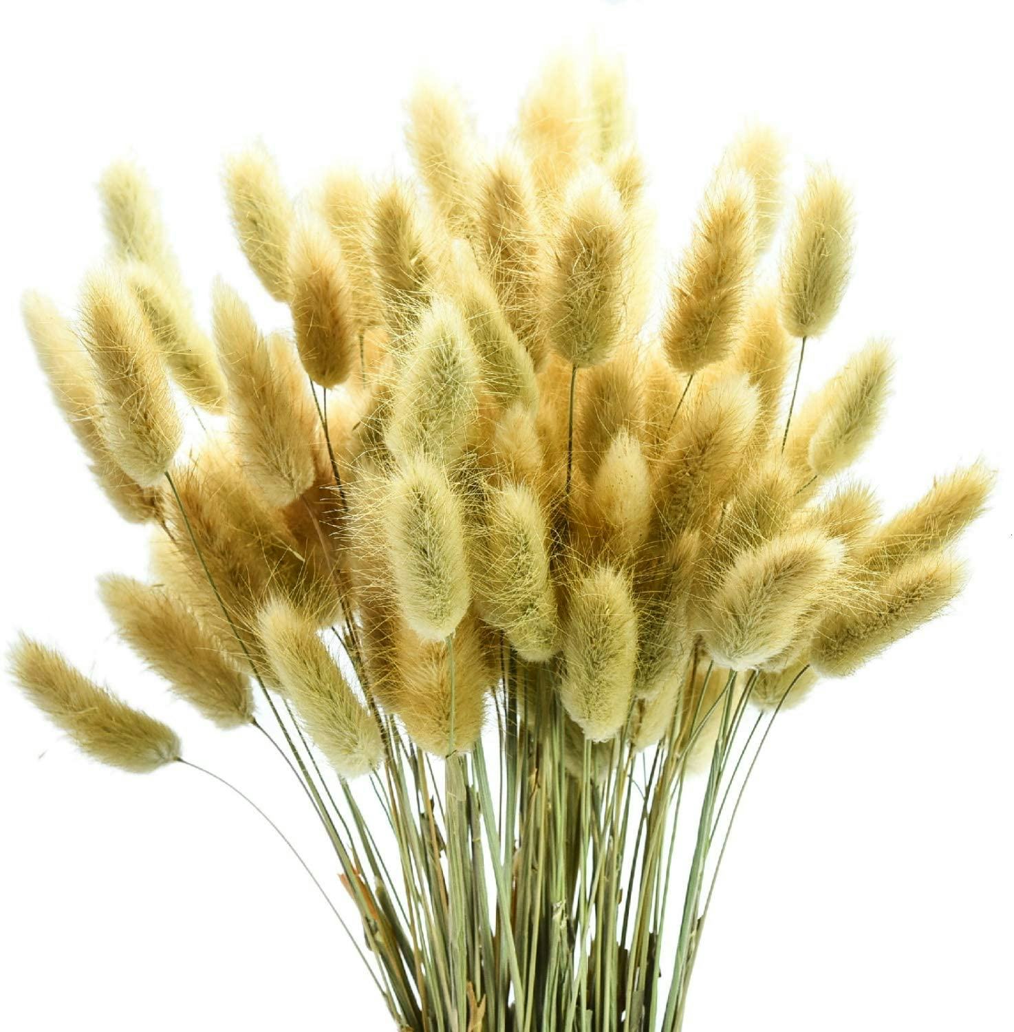 June Fox Dried Pampas Grass Stems (100 Pieces)