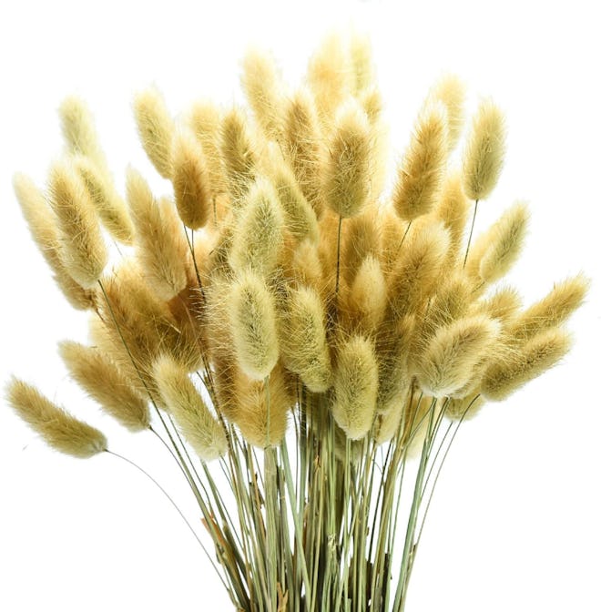 June Fox Dried Pampas Grass Stems (100 Pieces)