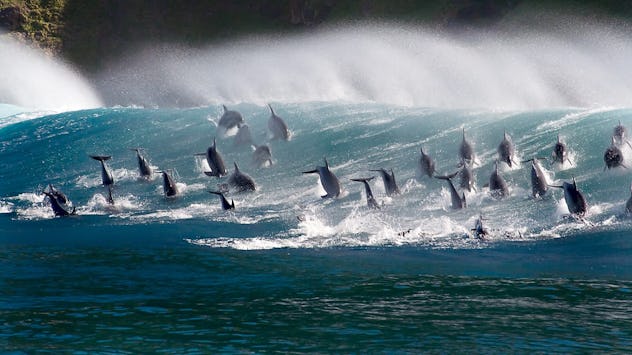 'The Blue Planet' is an educational nature show about the marine environments on Earth. 