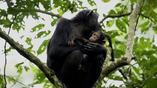'Growing Up Animal' is an animal show on TV that follows animals through the course of their lives.