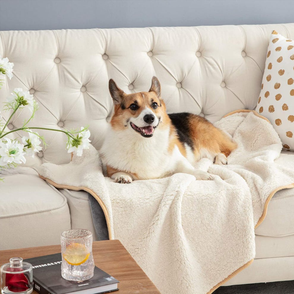 The 5 Best ChewProof Dog Blankets