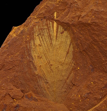 A feather fossil discovered at McGraths Flat