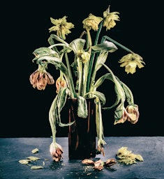 drooping dead flowers in a vase 