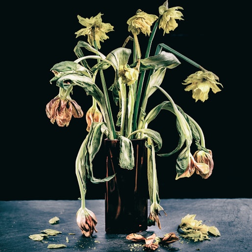 drooping dead flowers in a vase 