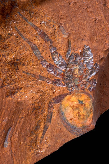 Image of a mygalomorph spider from McGraths Flat.