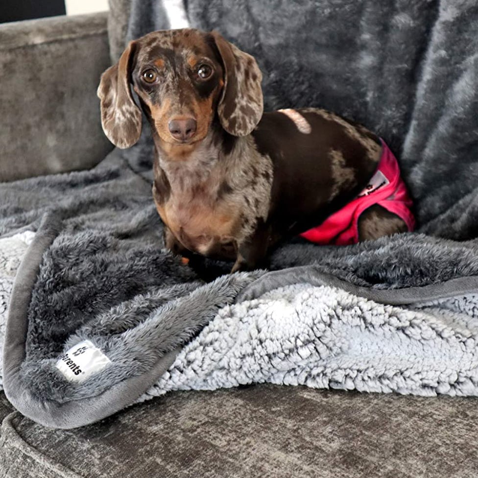 The 5 Best ChewProof Dog Blankets