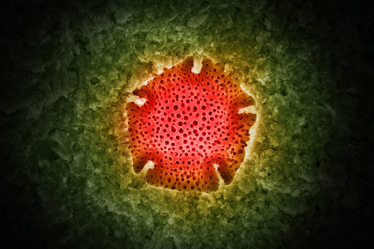 fossil pollen grain false color image