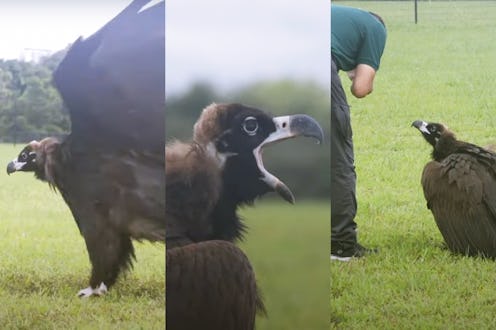 Collage of cinereous vulture in Singapore.
