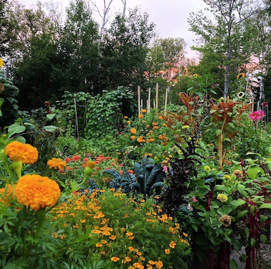A lush garden filled with flowers of all colors set against a sunset in the background