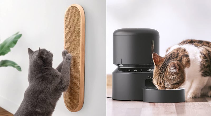 Trainers Say You're Causing Your Cat To Behave Badly If You're Doing Any Of These Things