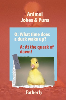 Animal Jokes&Puns: What time does a duck wake up? 