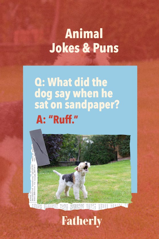 Animal Jokes&Puns: What did the dog say when he sat on sandpaper?