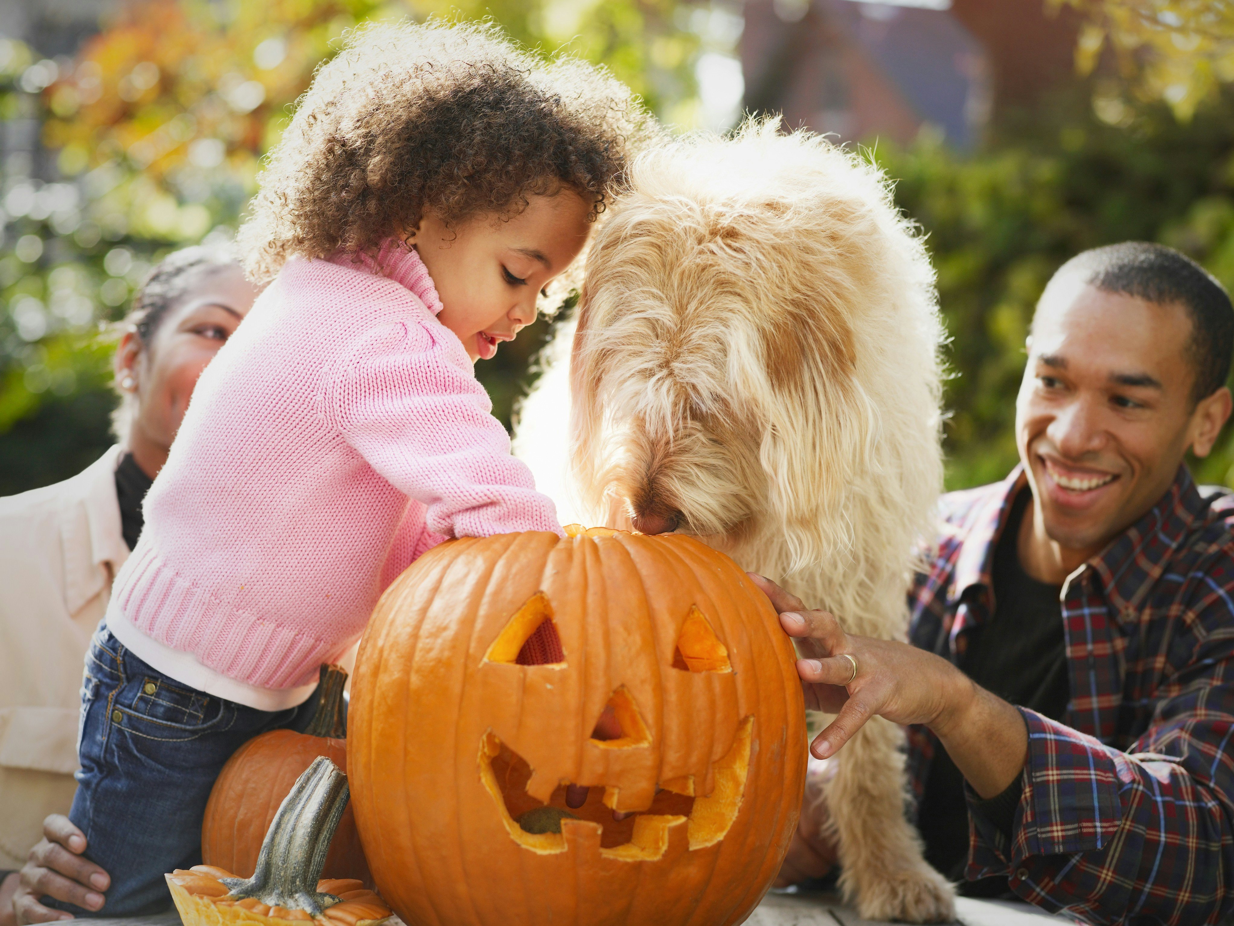 pumpkin seeds dogs eating