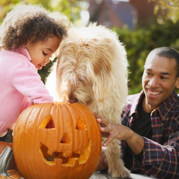 With pumpkin season in full swing, it's good to know that dogs can generally eat pumpkin seeds witho...