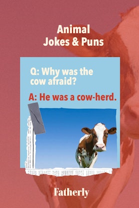 Animal Jokes&Puns: Why was the cow afraid?