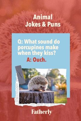 Animal Jokes&Puns: What sound do porcupines make when they kiss? 