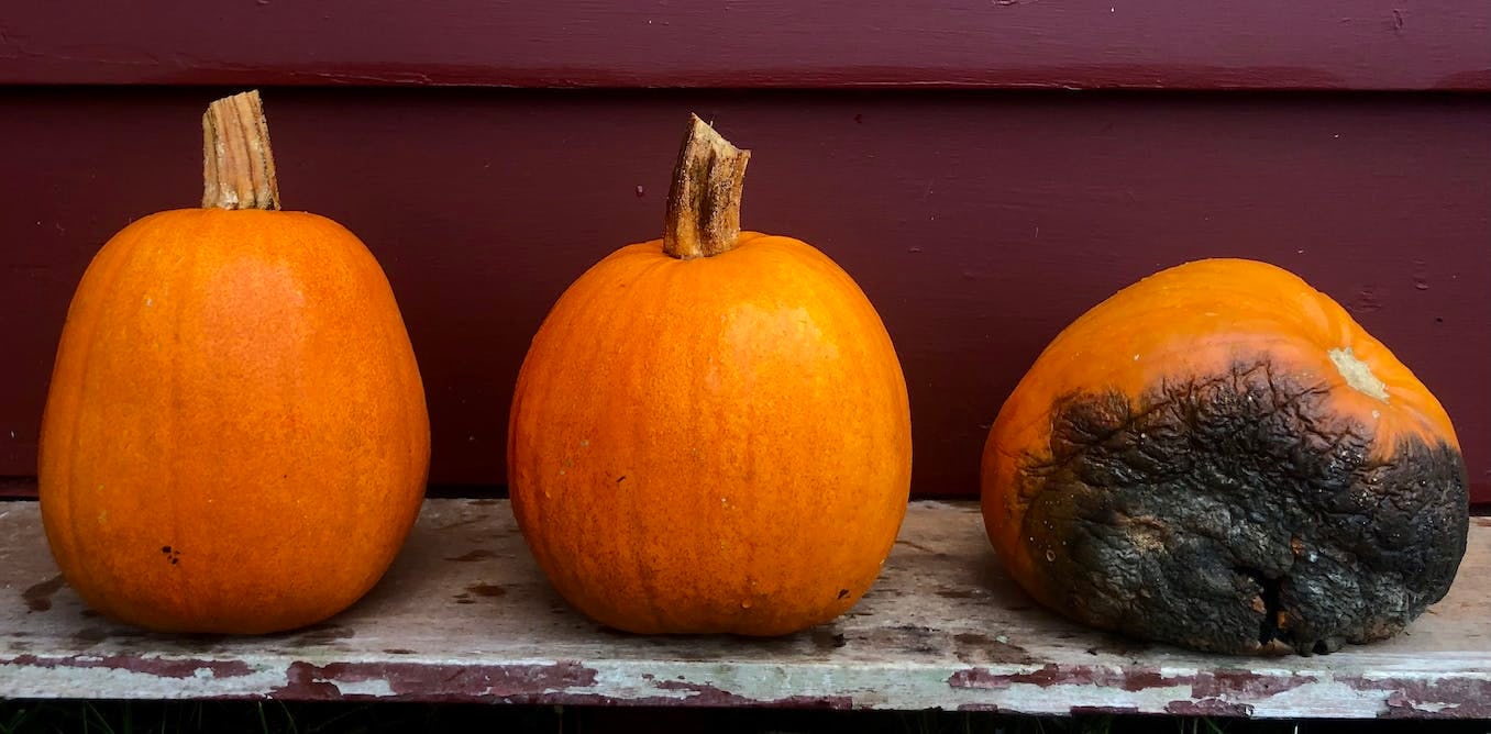 A plant scientist’s guide to keeping your jacko’lantern from rotting