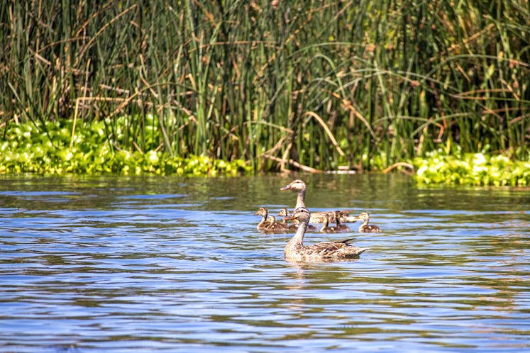 Mallard ducks and ducklings swim in water
