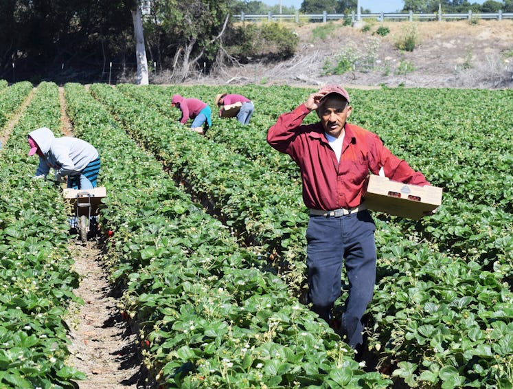 Immigrant farmworkers harvest crops