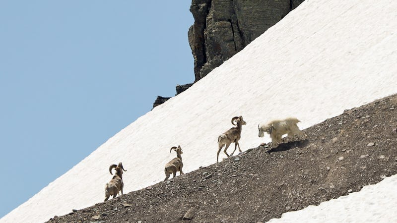 Mountain goat moves to three bighorn rams; the goat later dropped his head and actively displaced th...