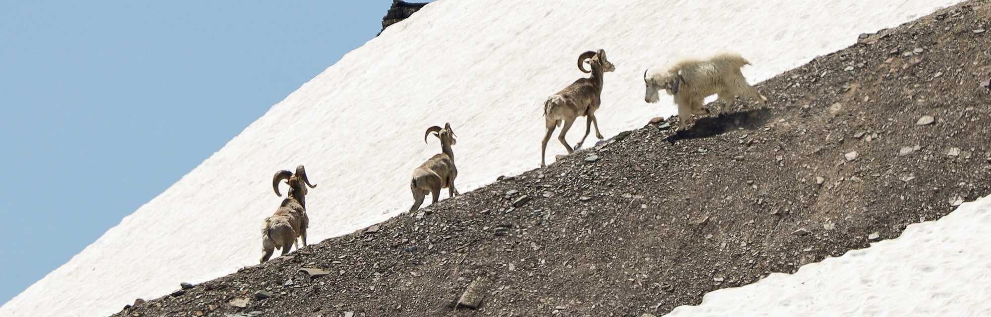 Mountain goat moves to three bighorn rams; the goat later dropped his head and actively displaced th...