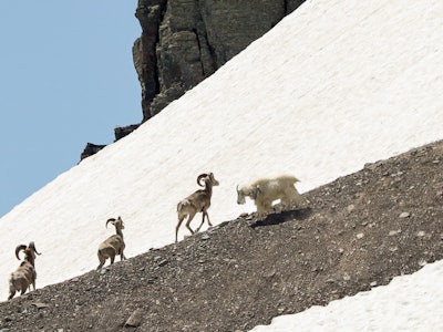 Mountain goat moves to three bighorn rams; the goat later dropped his head and actively displaced th...