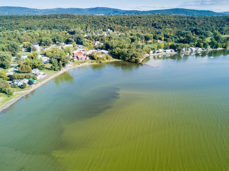 An algae bloom in a lake