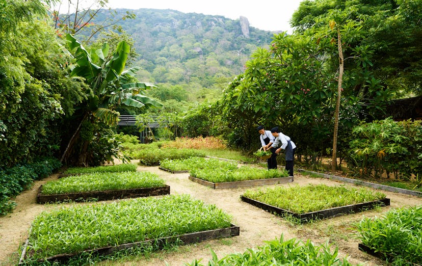 organic garden at Six Senses Ninh Van Bay