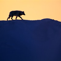 A wolf walks on the snow on Ellesmere Island