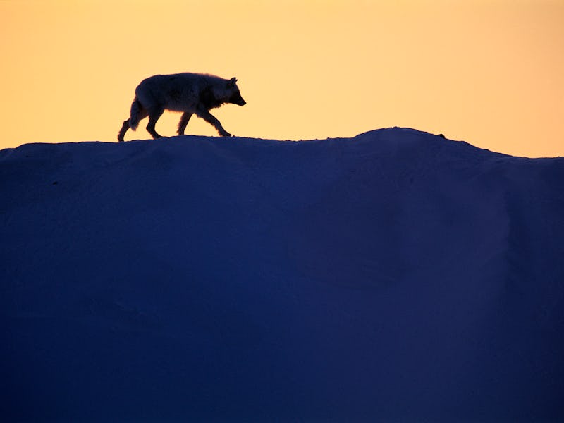 A wolf walks on the snow on Ellesmere Island