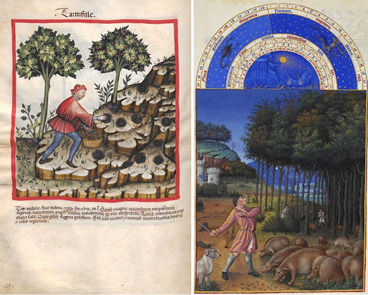 three ifferent illustrations of truffles