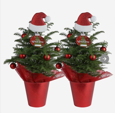 Christmas trees in article about when does Lowe's put out holiday deocrations