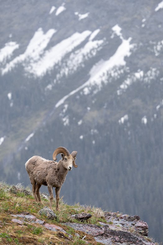 A white bighorn sheep in a field before a snowy mountain.