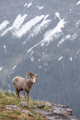 A white bighorn sheep in a field before a snowy mountain.