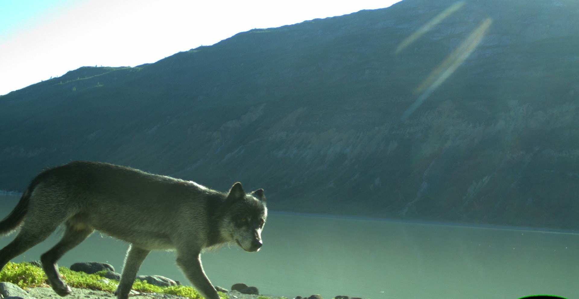A wolf walking in Glacier Bay National Park, Alaska