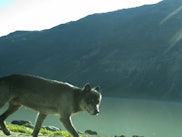 A wolf walking in Glacier Bay National Park, Alaska