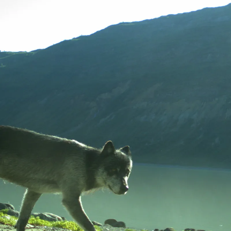 A wolf walking in Glacier Bay National Park, Alaska