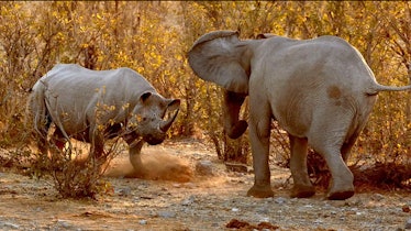 A rhino facing an elephant on a brown background.