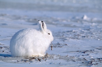 A hare nibbles on a twig on snow-covered ground in the High Arctic