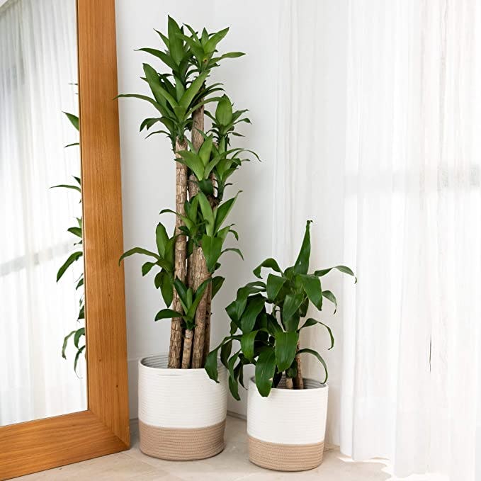 OrganiHaus Rope Basket (Set of 2)