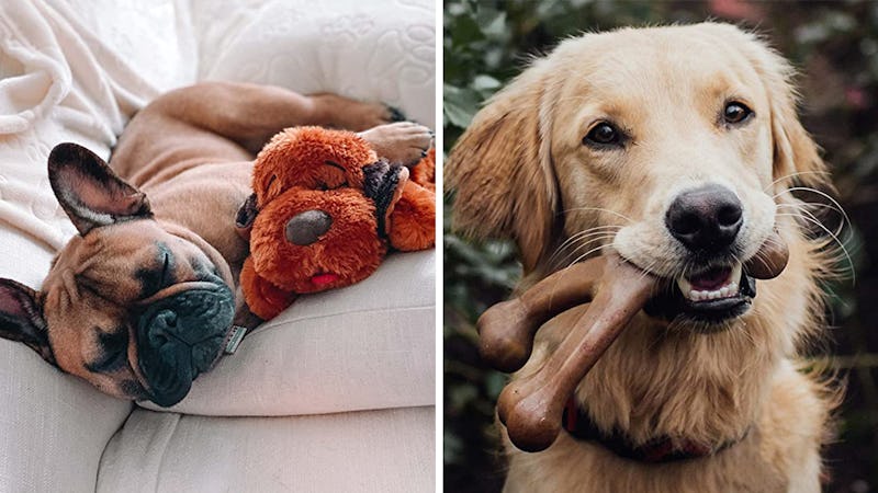 A French Bulldog napping with a snuggle puppy toy and a Labrador chewing on a wishbone-shaped chew t...