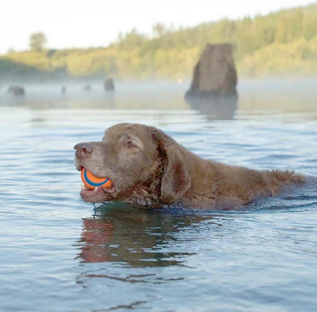 Available in five different sizes, this Chuckit! Ultra Ball Dog Toy is one of the best dog toys for &hellip;