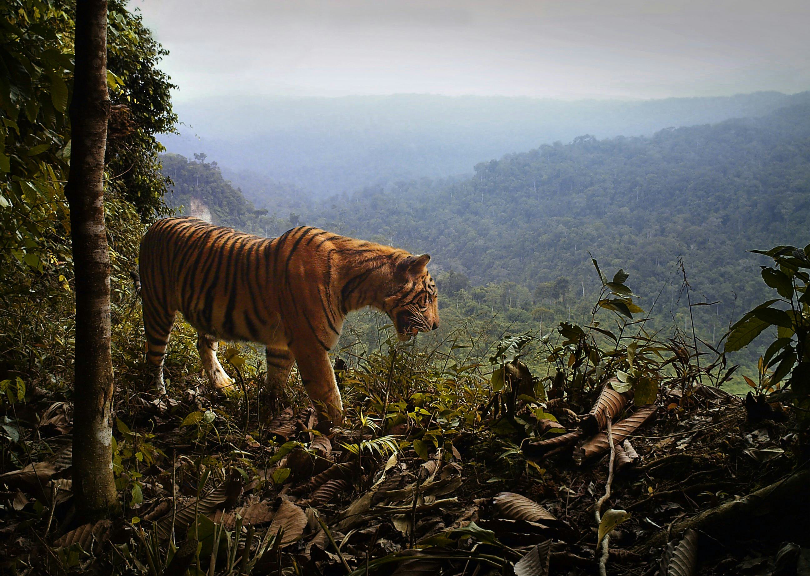 Sumatra tiger on the forest's edge.