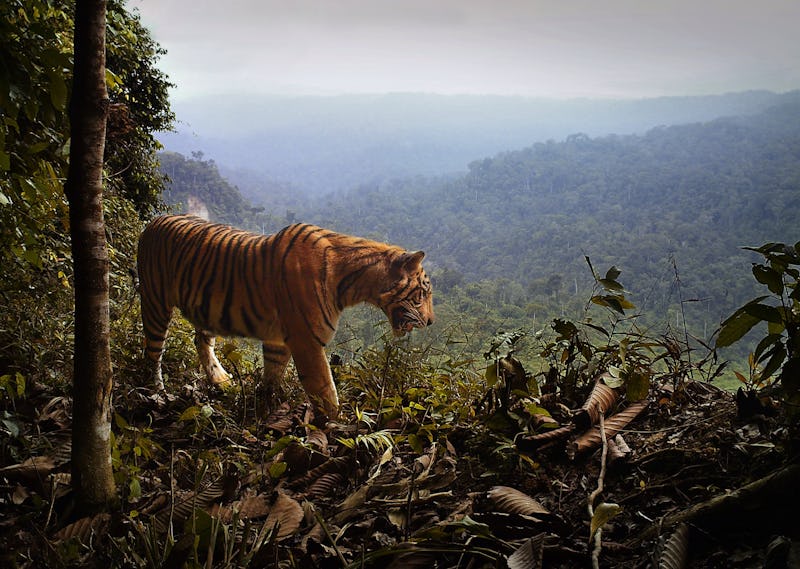 Sumatra tiger on the forest's edge.